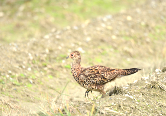 逃げるキジの幼鳥