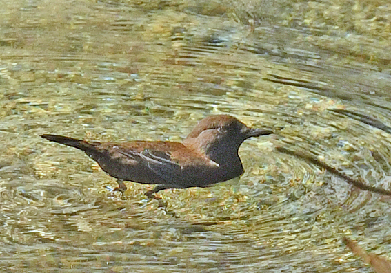 泳ぐカワガラス