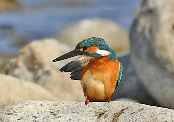 羽繕いするカワセミ