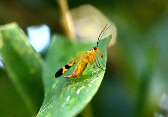 ヤマトシリアゲ♀